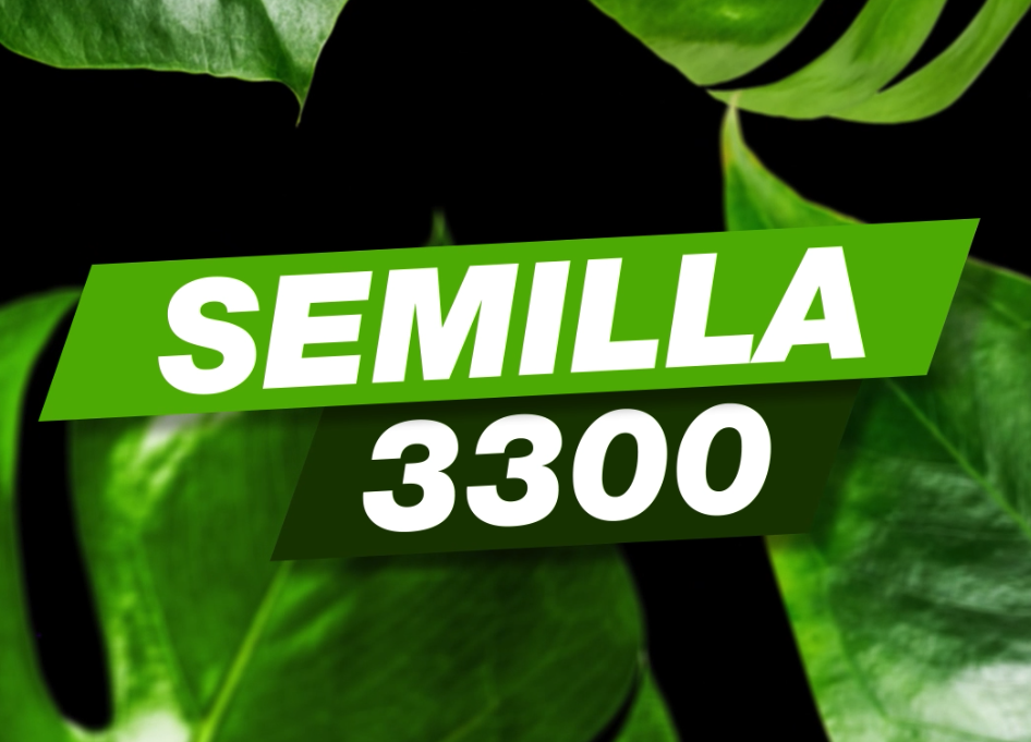 Semilla